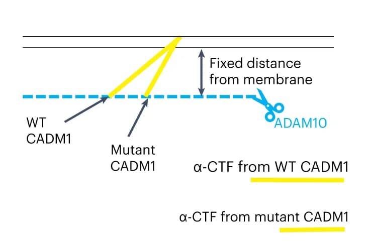Open access visualization of Illustration, Workflow, TM Helix, Mutant CADM1, α-CTF