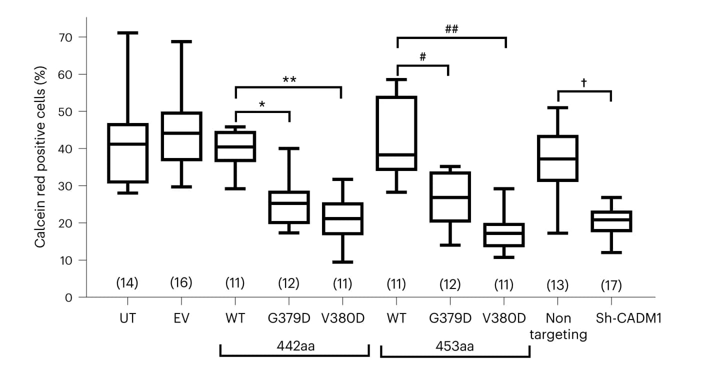 Open access visualization of Box Plot, GJ-mediated communication, Mutant CADM1, H295R cells, Calcein red