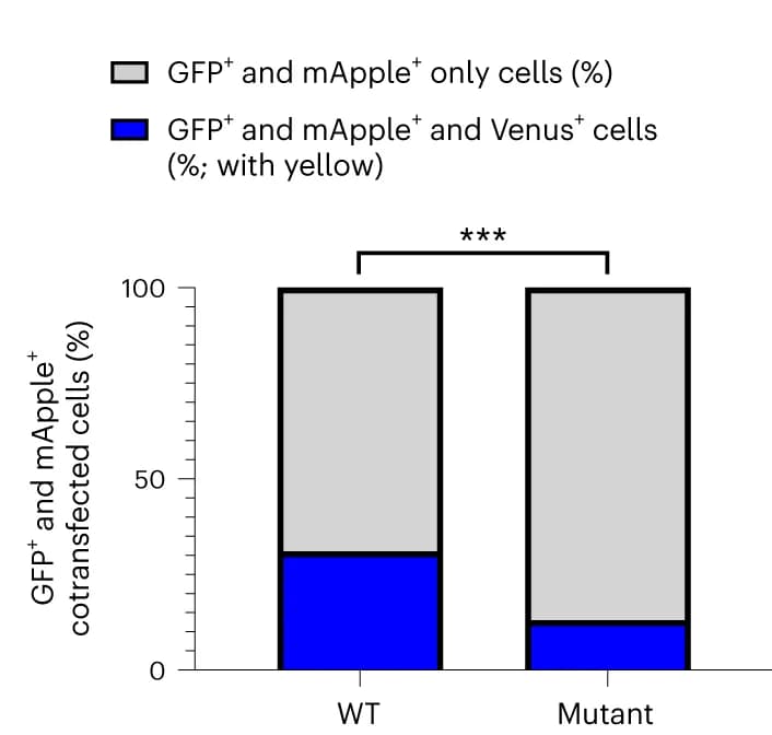 Open access visualization of Stacked Bar Plot, GJ plaque formation, Mutant CADM1, H295R cells, GJA1-mApple