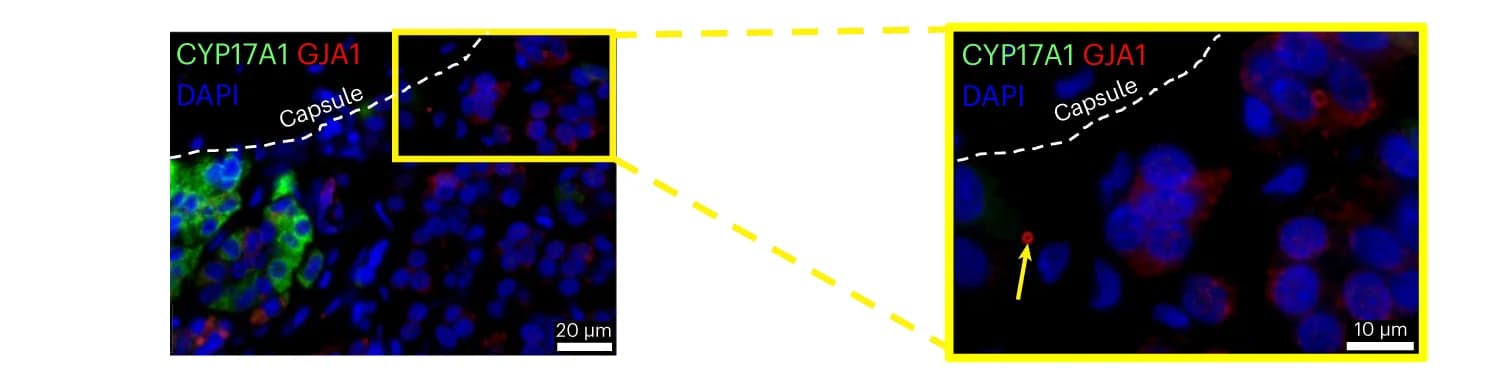 Open access visualization of Microscopy, GJA1, Adrenal Section, CYP17A1, Antibodies