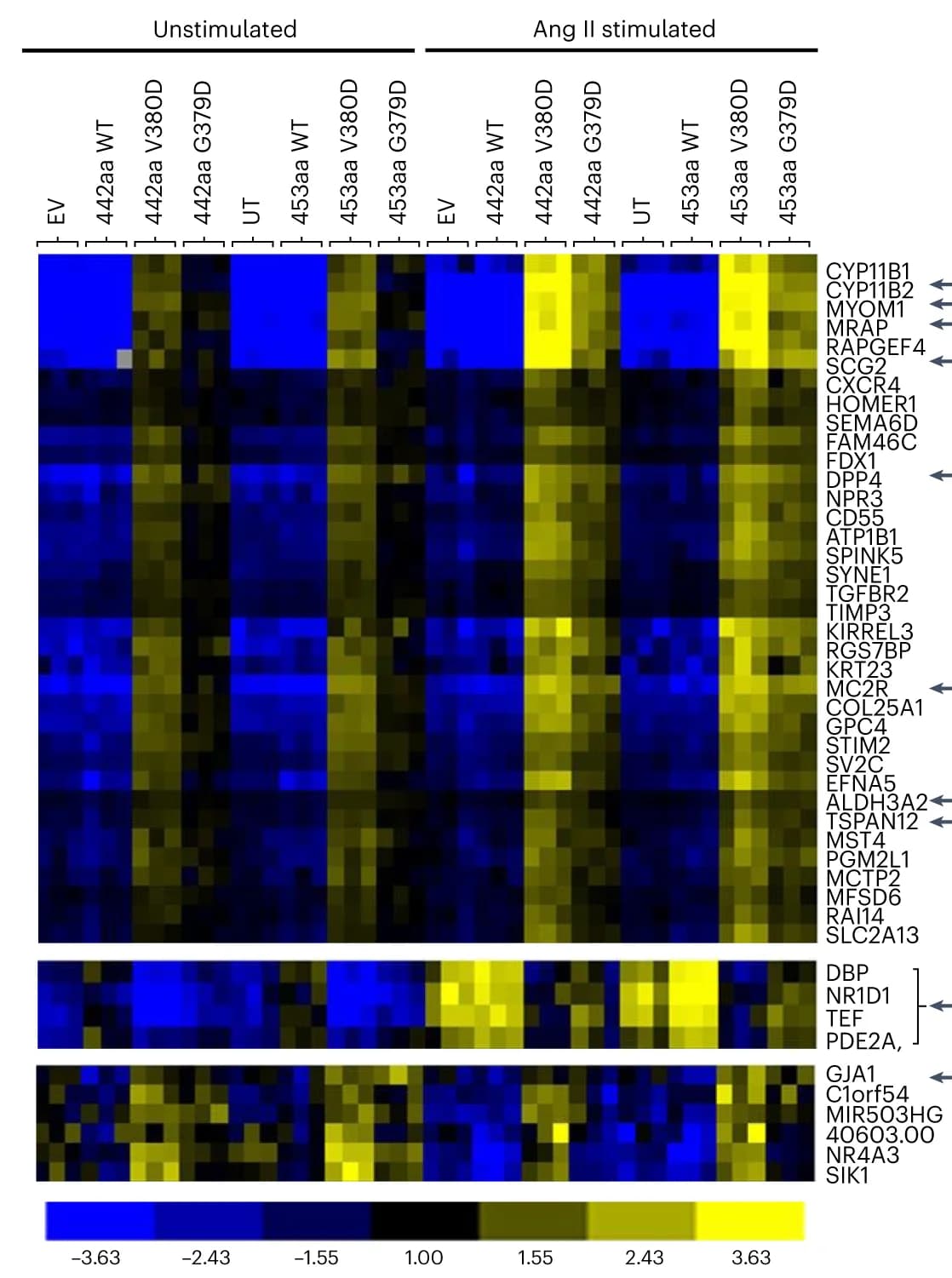 Open access visualization of Heatmap, Differentially Regulated Genes, Biological Rhythms, GJA1, Ang II