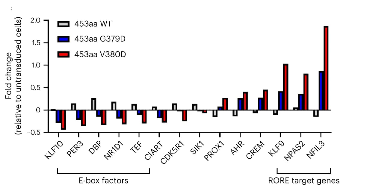 Open access visualization of Clustered, Bar Plot, Biological Rhythms, CADM1, RNA-seq