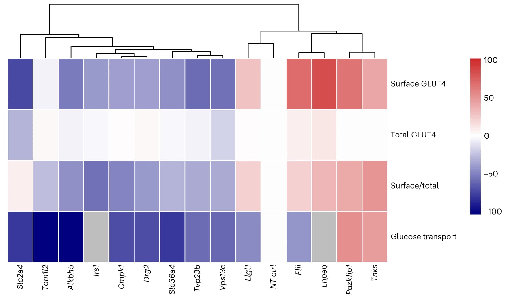 Open access visualization of Heatmap, Clustered, Gene Knockdown, GLUT4 Trafficking, Glucose Transport