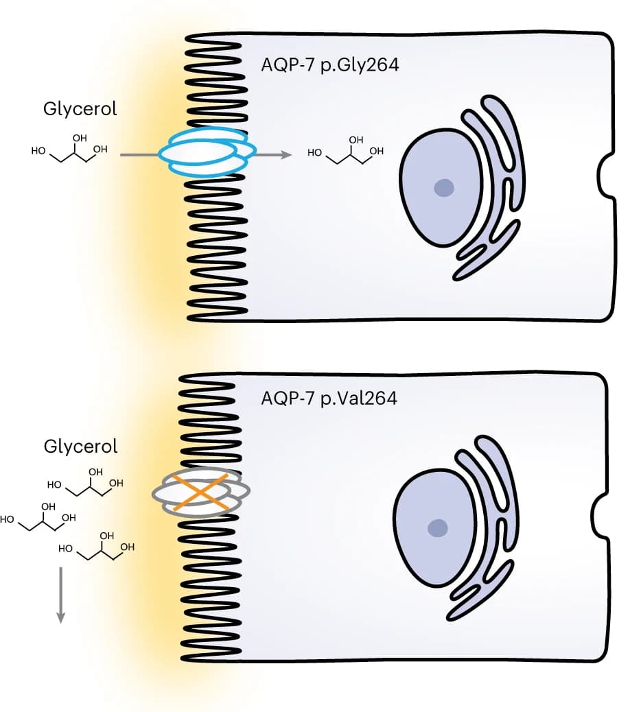 Open access visualization of Illustration, Workflow, AQP-7, Glycerol, Tubular reuptake