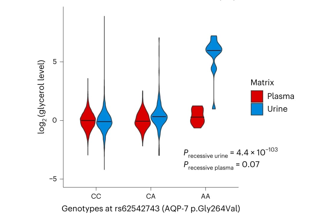 Open access visualization of Violin Plot, Glycerol, Plasma, Urine, Genotype
