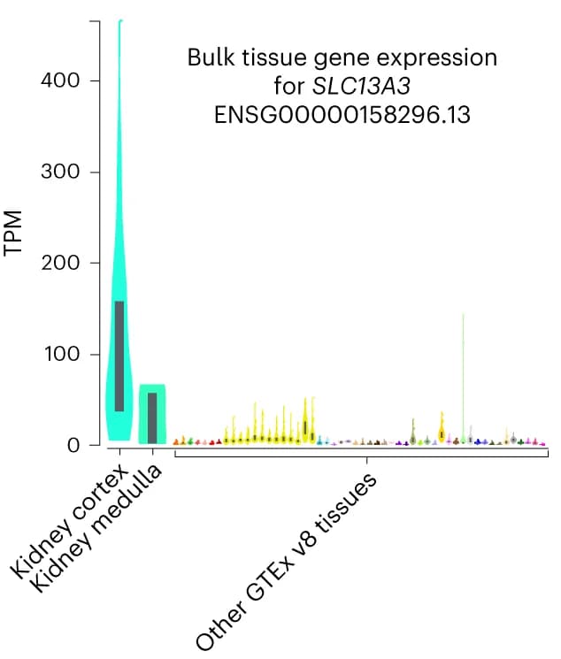 Open access visualization of Violin Plot, Box Plot, SLC13A3, Kidney Cortex, Kidney Medulla