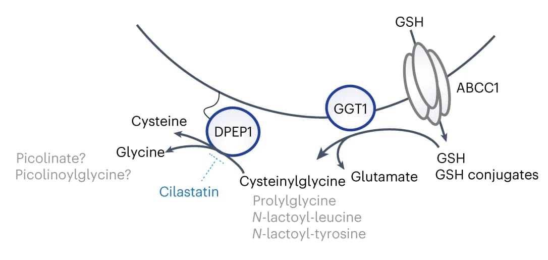 Open access visualization of Workflow, Flowchart, Illustration, DPEP1, Glutathione Metabolism