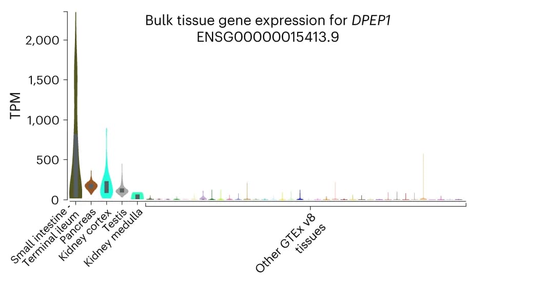 Open access visualization of Violin Plot, Box Plot, DPEP1, Transcript Levels, Small Intestine