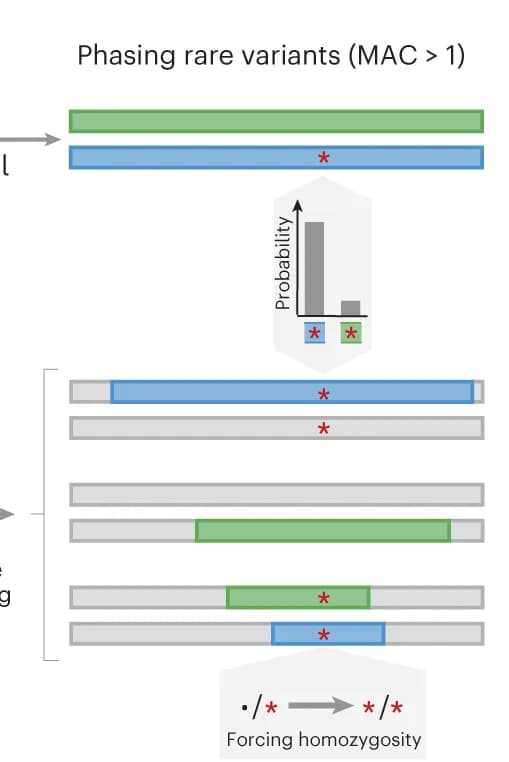 Open access visualization of Workflow, Bar Plot, Phasing, Rare Variants, Haplotypes