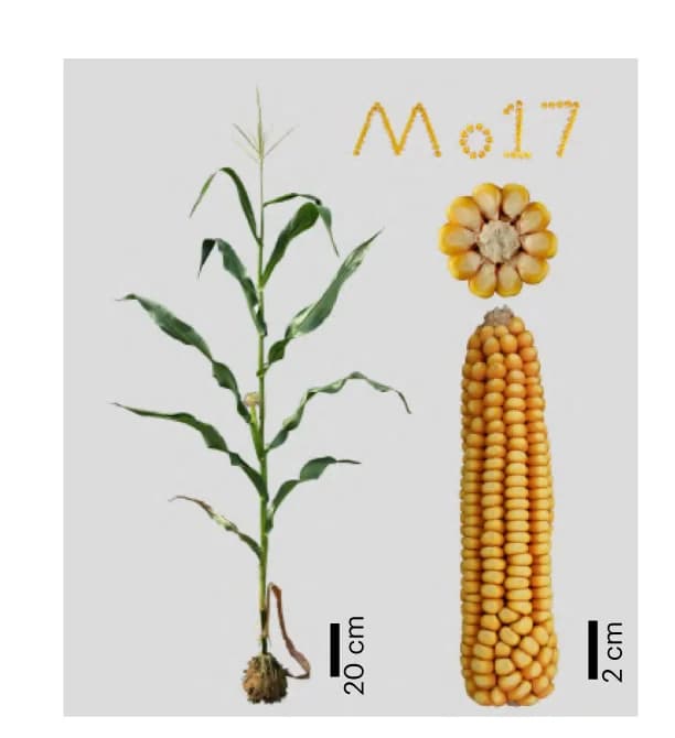 Open access visualization of Photo, Plant, Ear