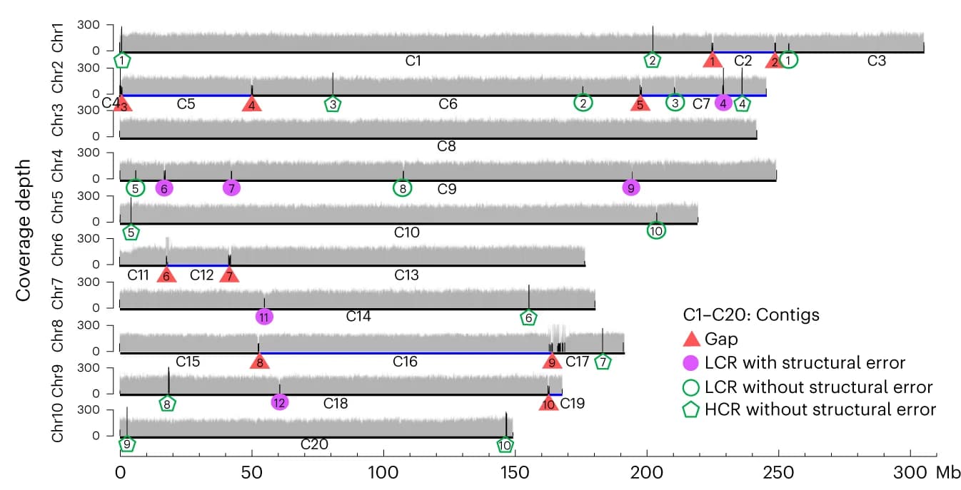 Open access visualization of Line Plot, Scatter Plot, Genome Coverage, ONT Reads, Assembly