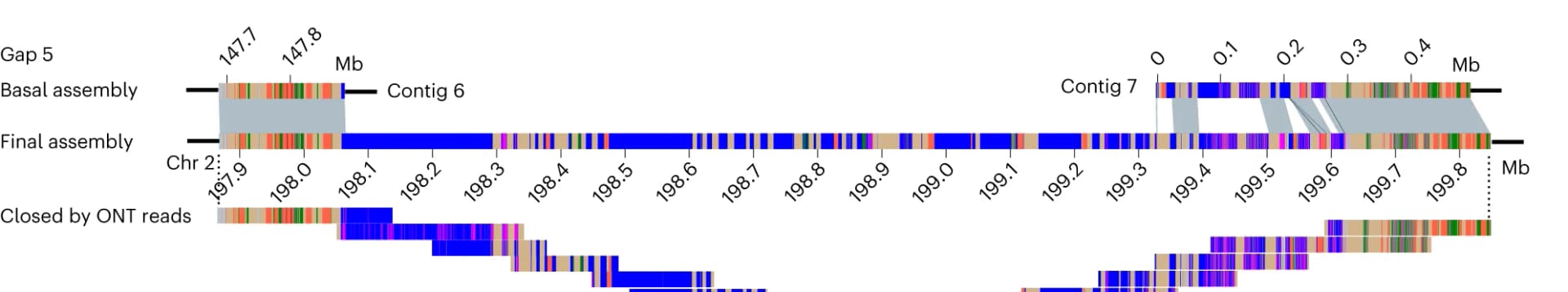 Open access visualization of Genome Assembly Comparison, Schematic Representation, Gap, Chromosome, TAG Repeat Array