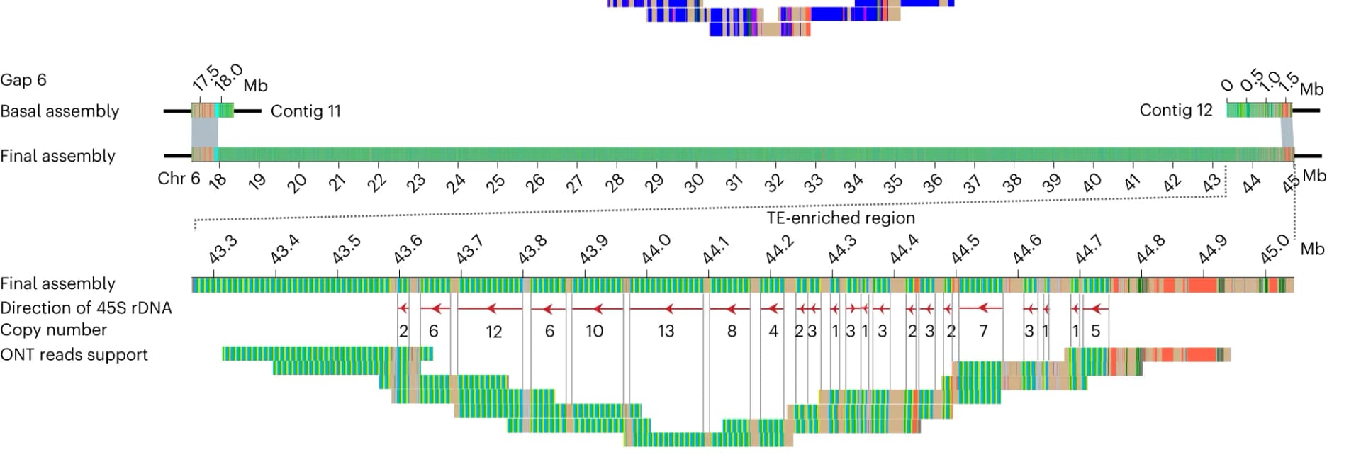 Open access visualization of Workflow, Illustration, Assembly Validation, TE-rich Region, rDNA Array