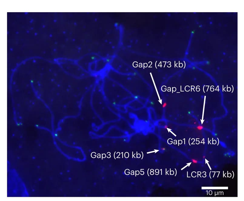 Open access visualization of Microscopy, TAG repeats, Telomeric repeats, Meiotic pachytene chromosomes, Mo17