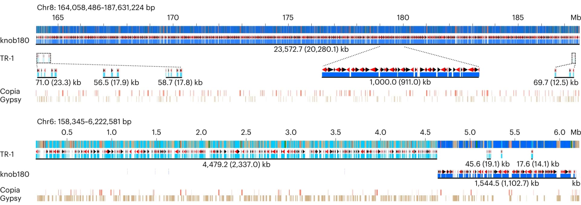 Open access visualization of Illustration, Genome Structure, Chromosome 6, Chromosome 8, Knobs