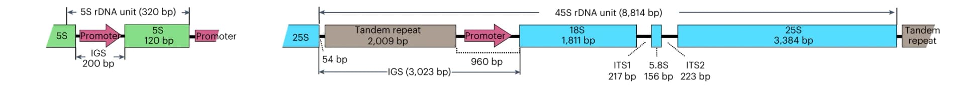 Open access visualization of Illustration, 5S rDNA, 45S rDNA, IGS, ITS