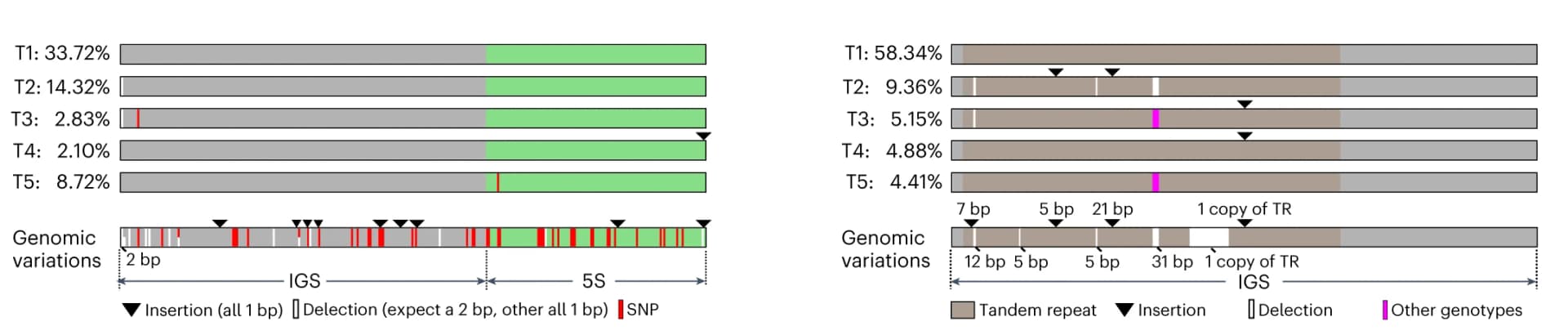 Open access visualization of Bar Plot, 5S rDNA, 45S rDNA, IGS, Genotypes