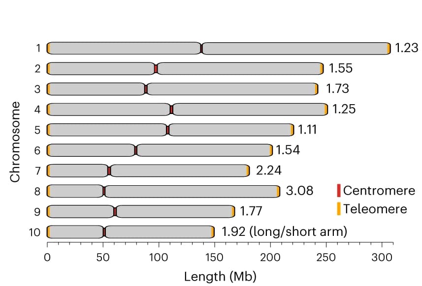 Open access visualization of Bar Plot, Centromere position, Chromosome