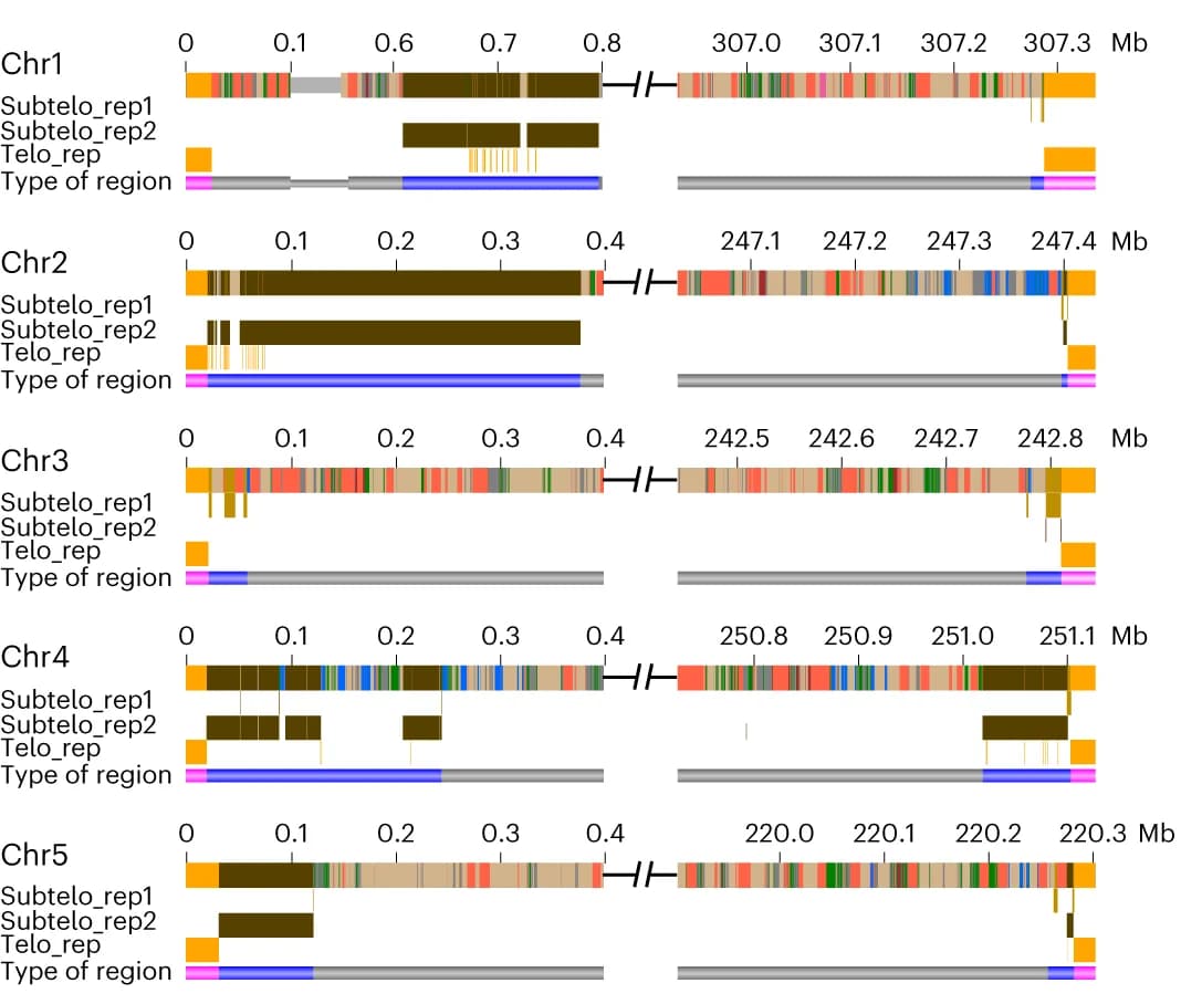 Open access visualization of Bar Plot, Sequence Composition, Chromosomes, Terminal Regions