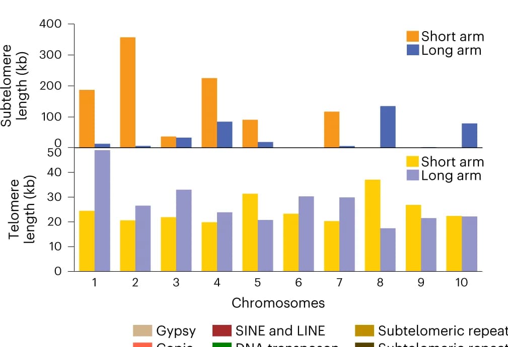 Open access visualization of Bar Plot, Clustered, Telomeres, Subtelomeres, Chromosomes