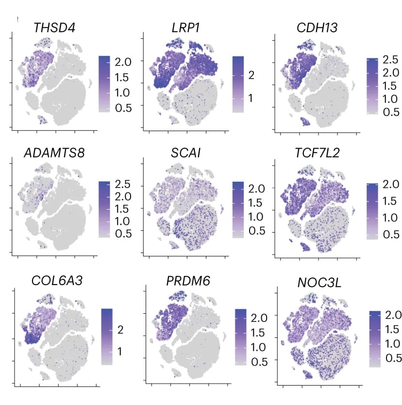 Open access visualization of UMAP, Relative expression, Causal genes, TAAD risk, Gene expression