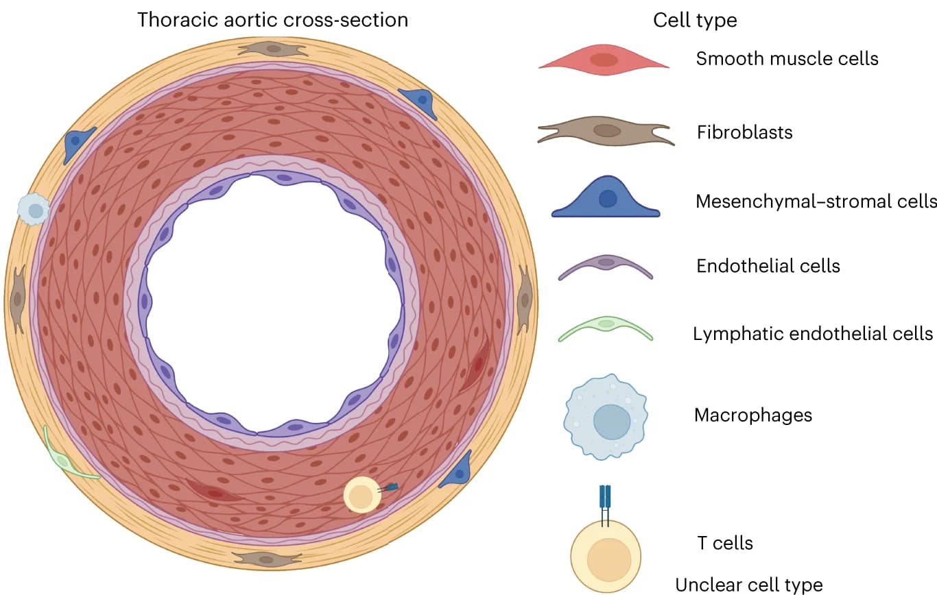 Open access visualization of Illustration, Cell type, Causal genes, Thoracic aortic cross-section, Ascending aorta