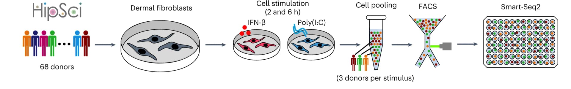 Open access visualization of Workflow, Flowchart, Illustration, In Vitro, Fibroblast System