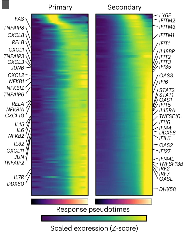 Open access visualization of Heatmap, Heatmaps, Dynamic Gene Expression, Primary Response, Secondary Response