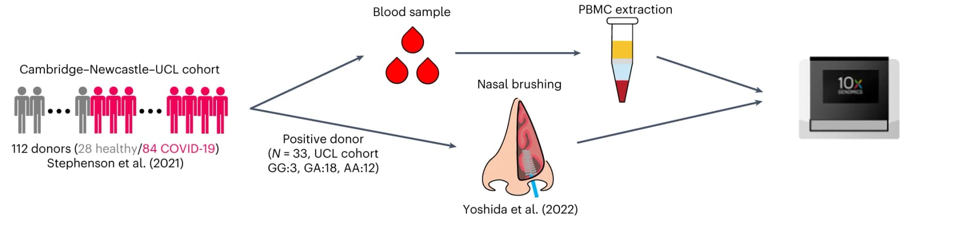 Open access visualization of Workflow, Illustration, PBMCs, Nasal Brushings, sQTL