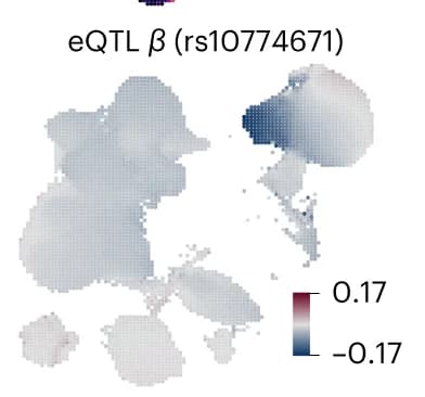 Open access visualization of Scatter Plot, UMAP, eQTL, OAS1 Gene, rs10774671