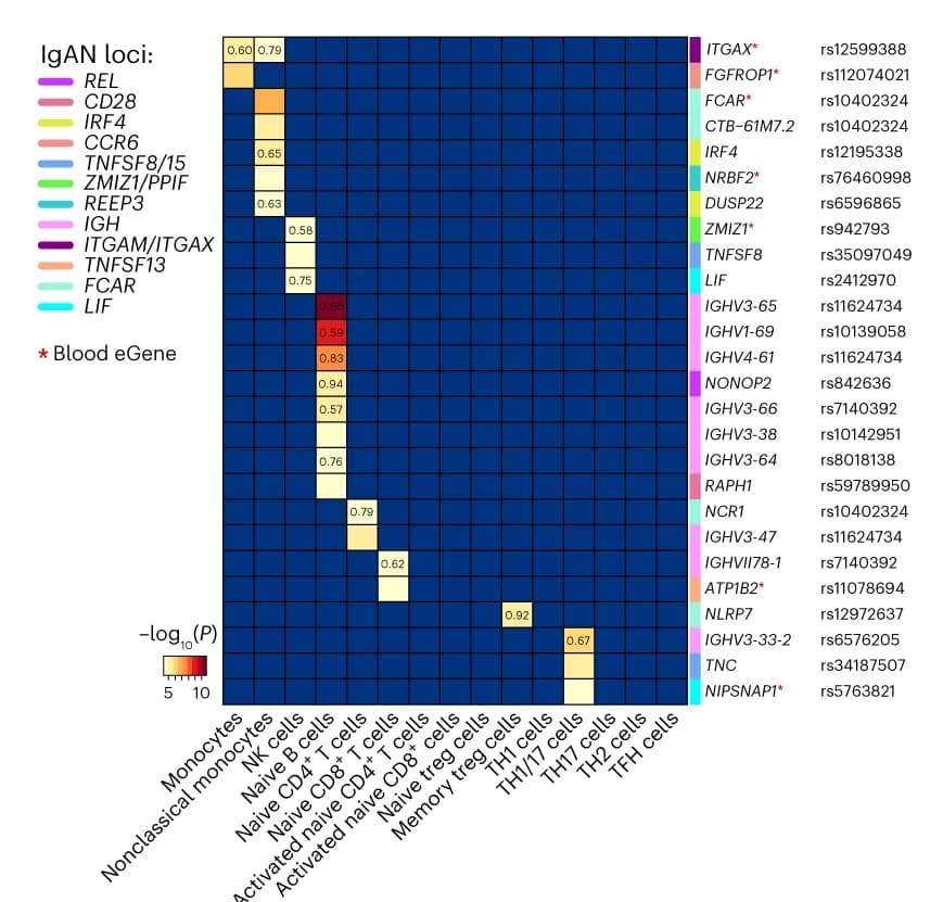 Open access visualization of Heatmap, Cis-eQTL, Immune Cells, eGene-eSNP pairs, Shared loci