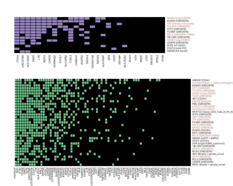Open access visualization of Heatmap, TF ChIP-seq, IgAN risk loci, Transcription Factors, ChIP-seq peak