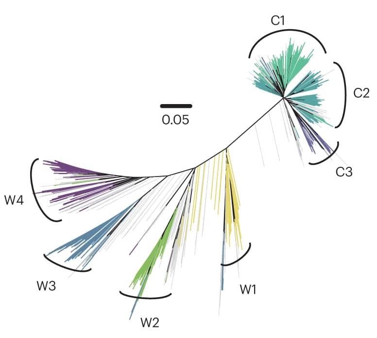 Open access visualization of Network, Pathway, Phylogenetic Tree, Setaria Accessions, Admixture