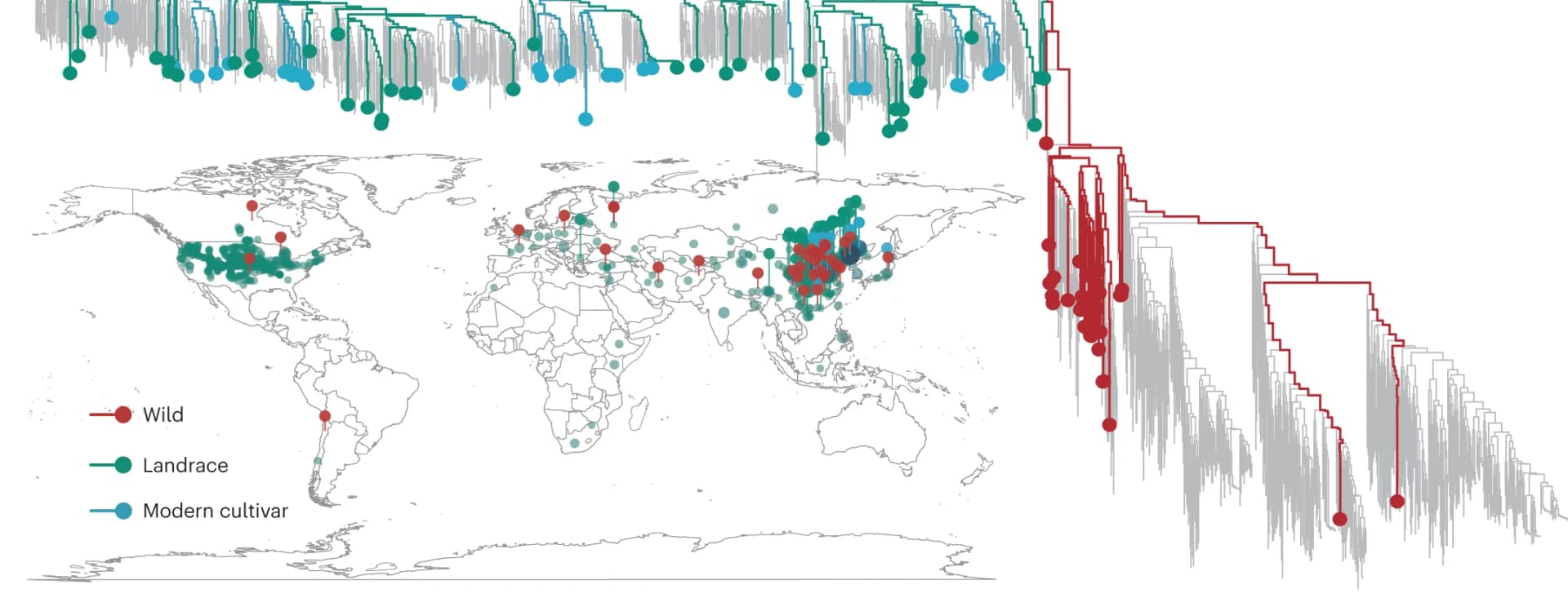 Open access visualization of Geo Map, Scatter Plot, Line Plot, Geographic Distribution, Setaria Accessions