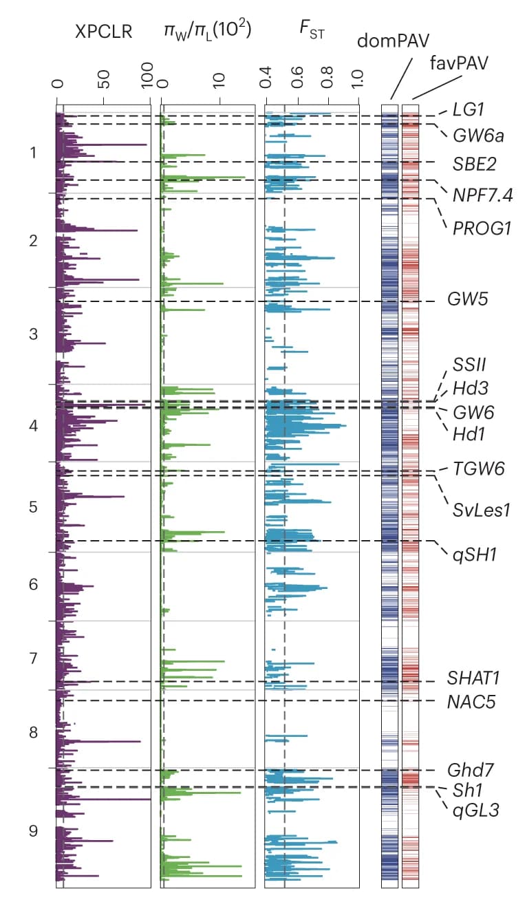 Open access visualization of Line Plot, Heatmap, XPCLR, Nucleotide Diversity Ratio, FST