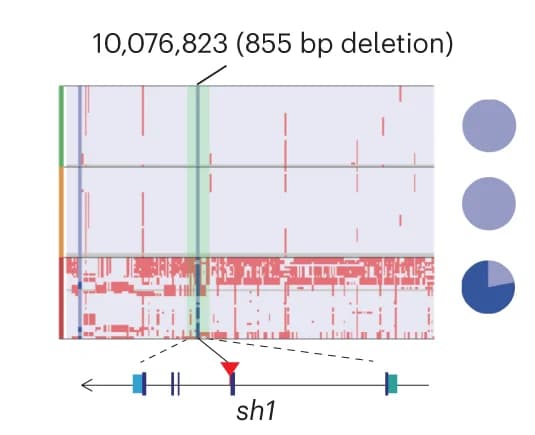 Open access visualization of Locuszoom Plot, Pie Chart, Haplotype, Selective Signature, sh1 Gene