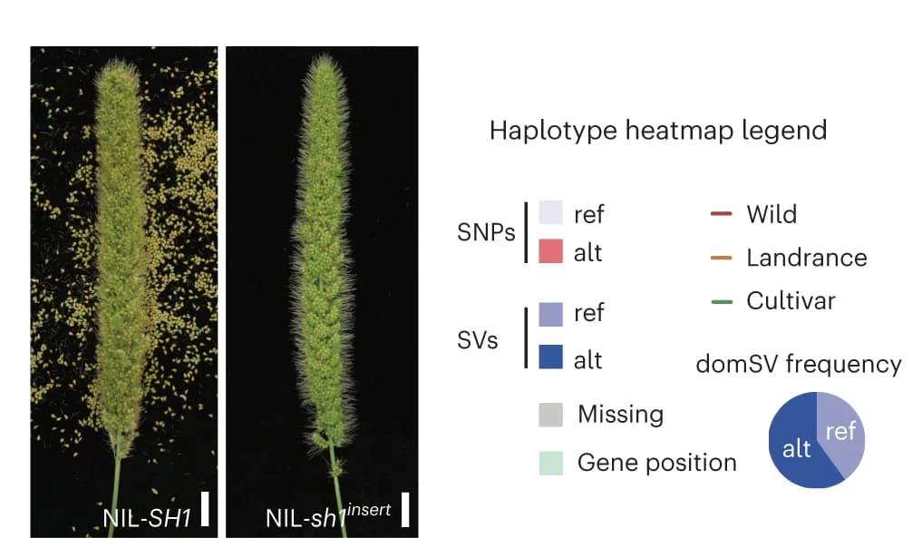 Open access visualization of Photo, Pie Chart, Shattering Phenotype, NIL, SH1 Allele