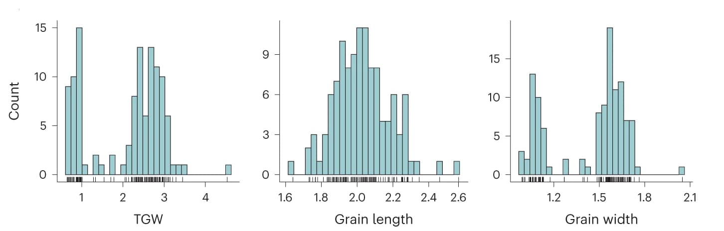 Open access visualization of Histogram, TGW, GL, GW, Phenotypic distribution