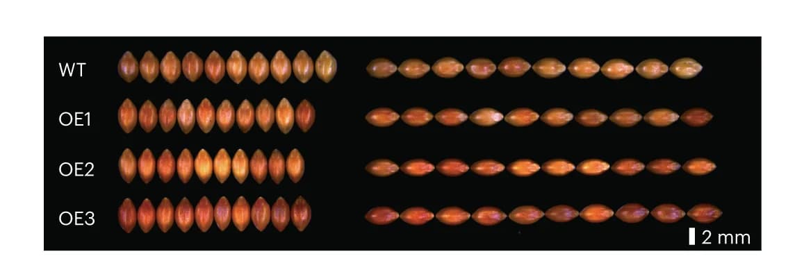 Open access visualization of Photo, Grain size, Wild-type, SiGW3 overexpression lines