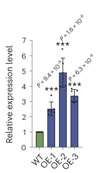 Open access visualization of Bar Plot, Error Bars, Expression levels, Wild-type Ci846, Overexpression lines
