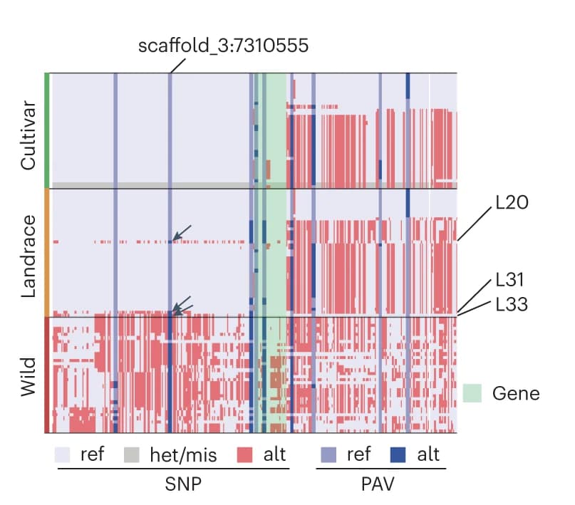 Open access visualization of Heatmap, Haplotype analysis, SiGW3, Genomic regions, Landraces