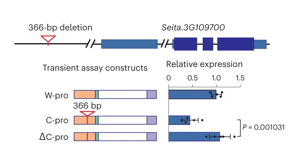 Open access visualization of Bar Plot, Error Bars, Validation of function, 366-bp deletion, SiGW3