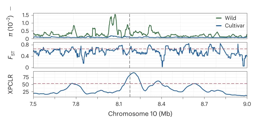 Open access visualization of Line Plot, Density Plot, XPCLR, F ST, π values