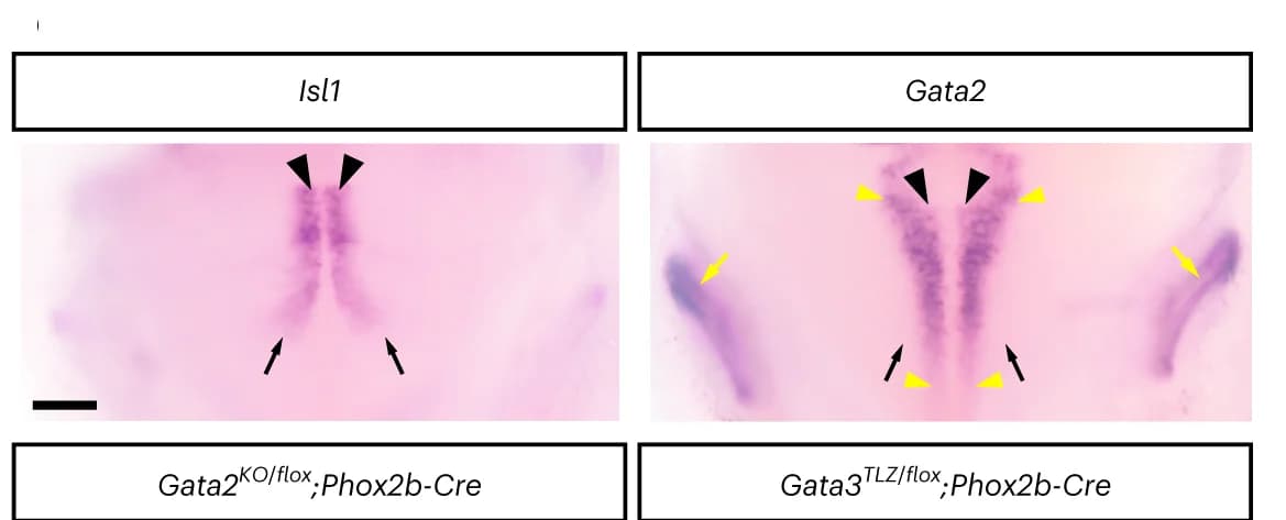 Open access visualization of Microscopy, Isl1, Gata2, In situ hybridization, r4MN progenitor zone
