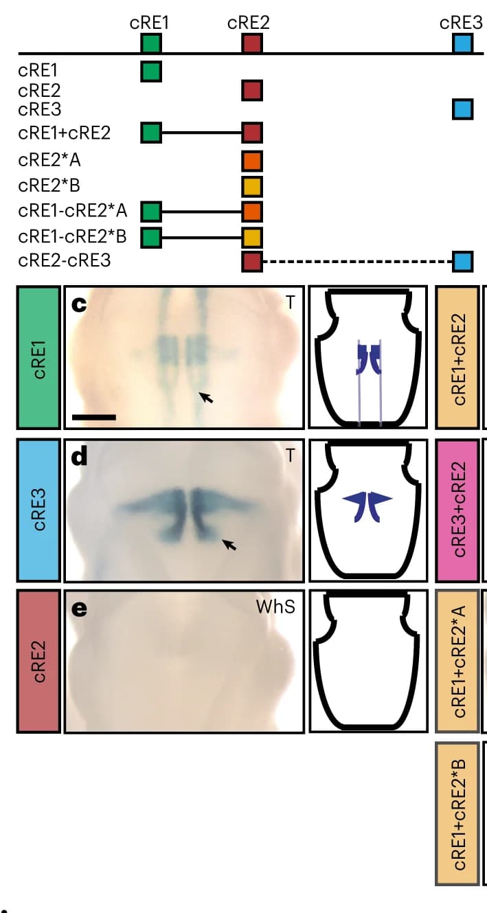 Open access visualization of Workflow, Illustration, Microscopy, In Vivo, lacZ Reporter Assay
