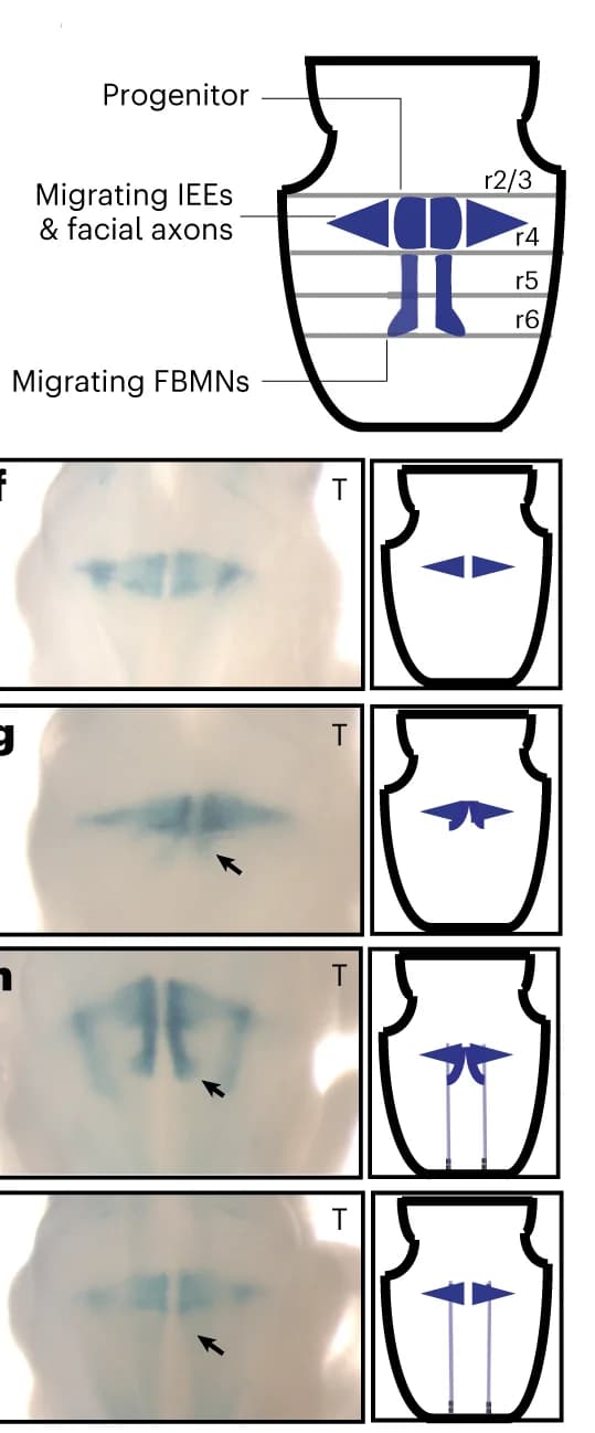 Open access visualization of Illustration, Hindbrain, beta-galactosidase Expression, IEE/FBMN Progenitors, Migrating IEEs