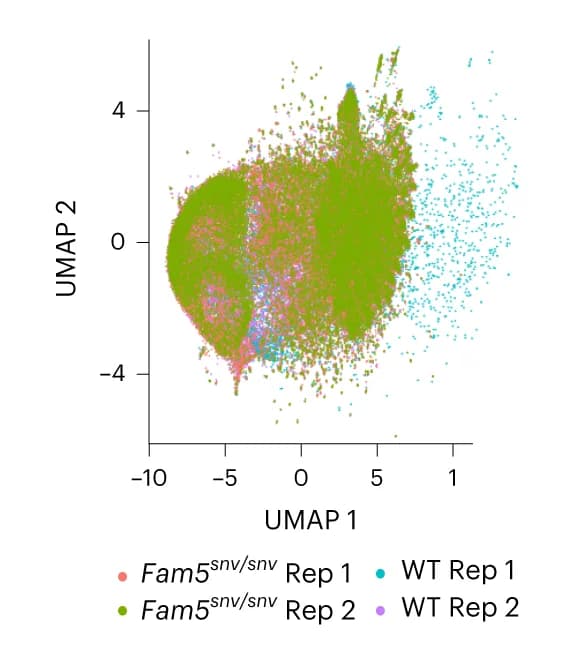 Open access visualization of UMAP, UMAP embedding, Single-cell CUT&Tag, Biological Replicates