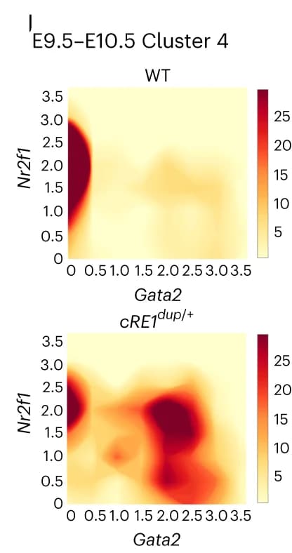 Open access visualization of Heatmap, Density Plots, Nr2f1, Gata2, r4MNs