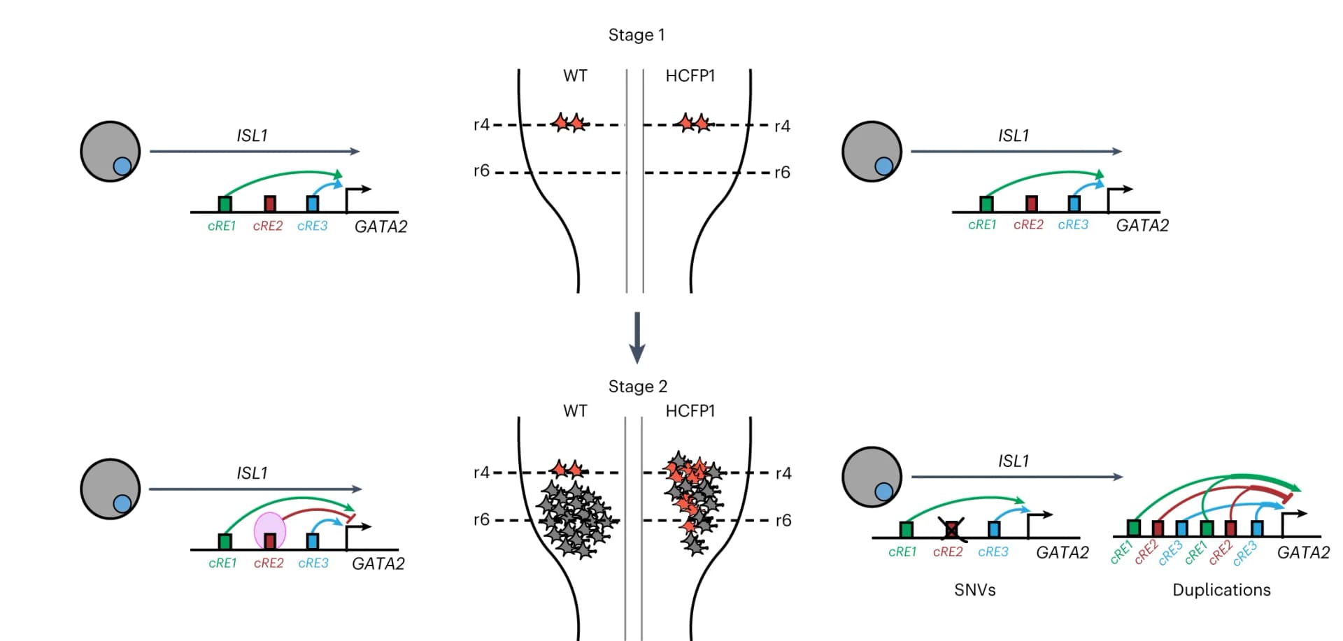 Open access visualization of Workflow, Illustration, HCFP1, WT, Hindbrain