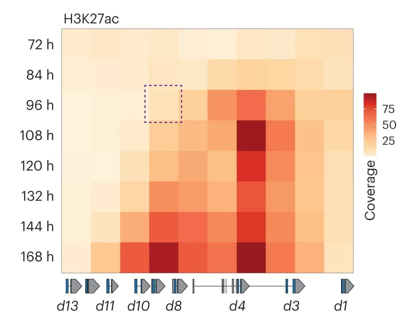 Open access visualization of Heatmap, H3K27ac ChIP-seq, HoxD Cluster